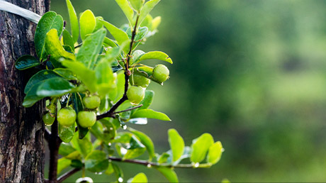 a MAIOR FAZENDA DE ACEROLA ORGÂNICA DO MUNDO